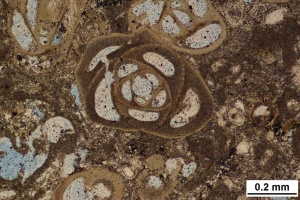 Lichtmicroscopisch onderzoek natuursteen en mortel